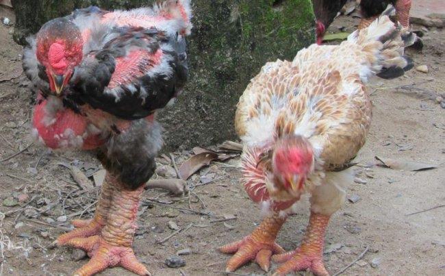 Во Вьетнаме разводят куриц с "драконьими лапами"
