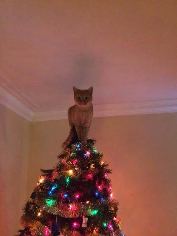 8. Кошачья верхушка