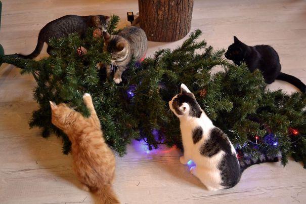 9. Котособрание в разгаре