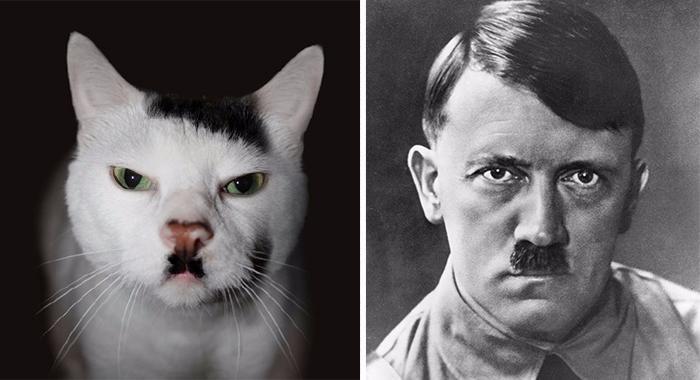 #11 Гитлер и кот