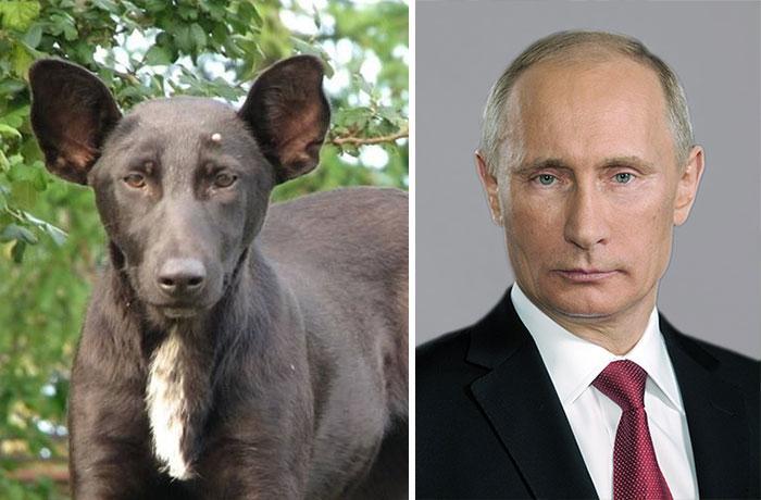 #6 Владимир Путин и собака