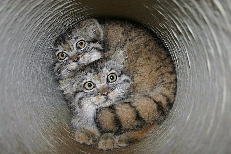 10 самых необычных диких кошек!