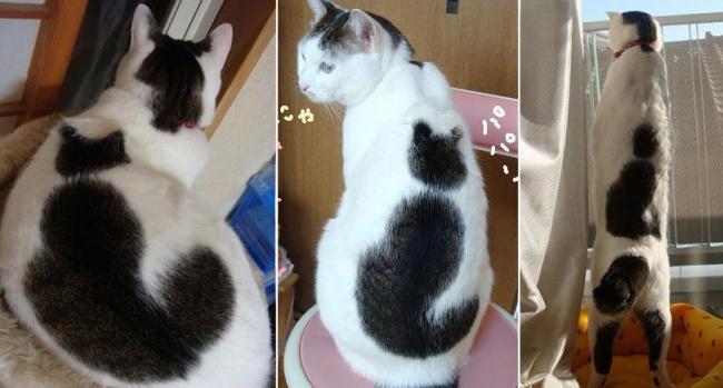 10 кошек с самым необычным и забавным окрасом!