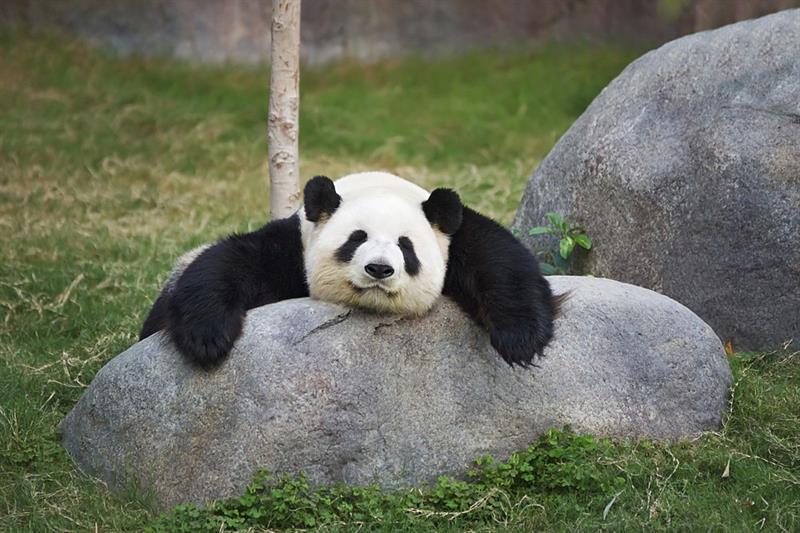 Beautiful and rare pandas peculiarities you...