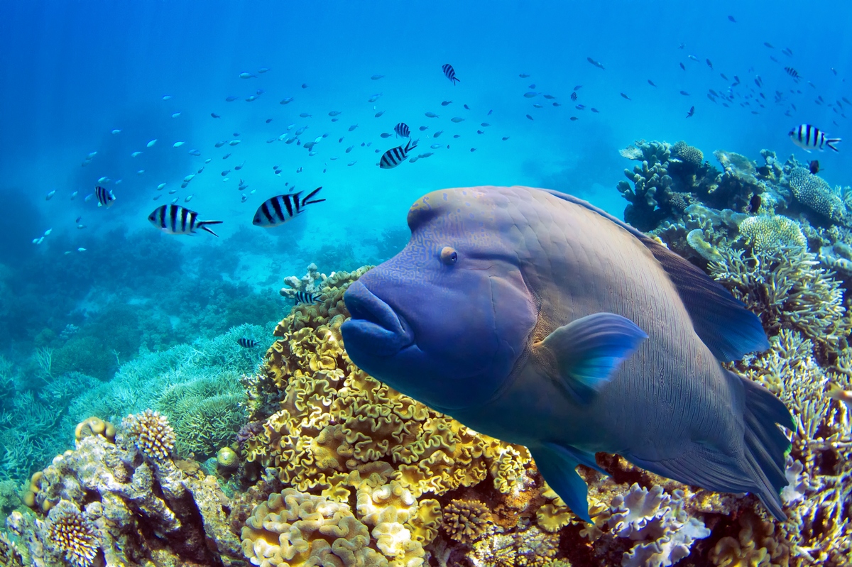 great-barrier-reef-the-world-s-largest-living-quiz-club