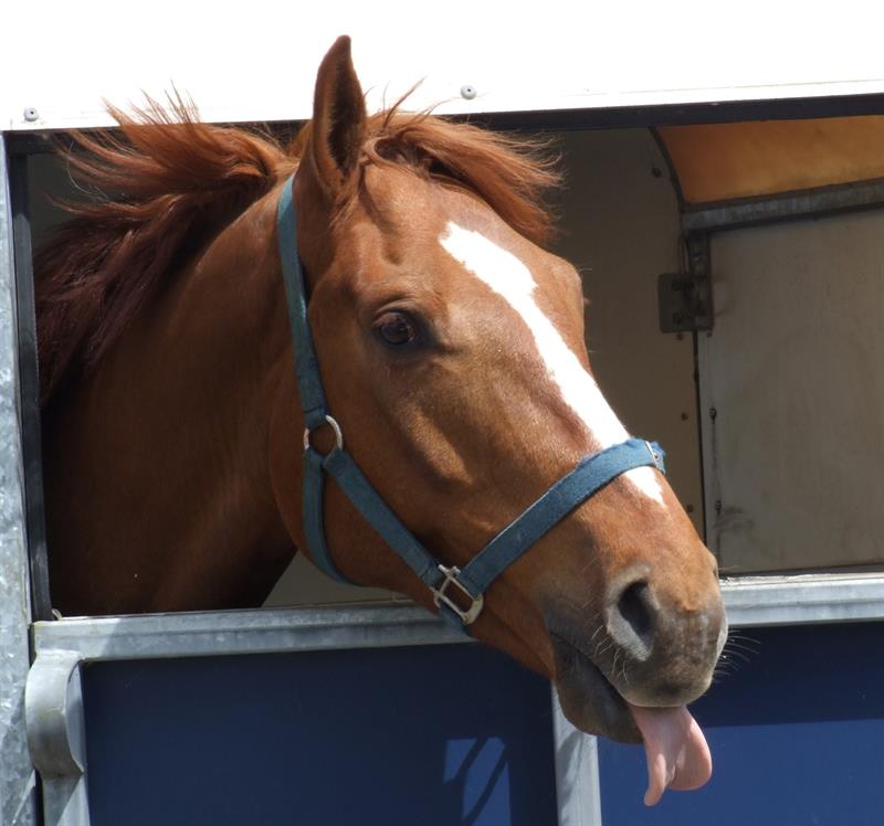 #3 A child's brain is equal to an adult horse's one #3 A child's brain is equal to an adult horse's one
