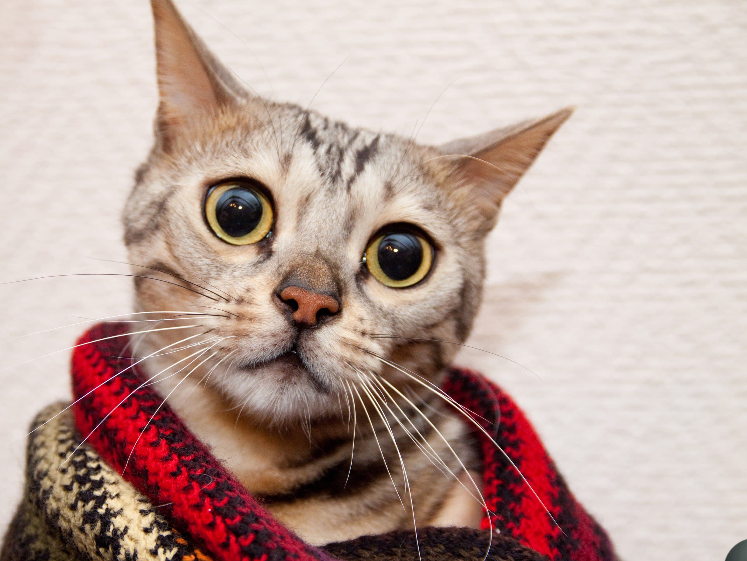 these-cats-with-extremely-big-eyes-will-melt-quizzclub