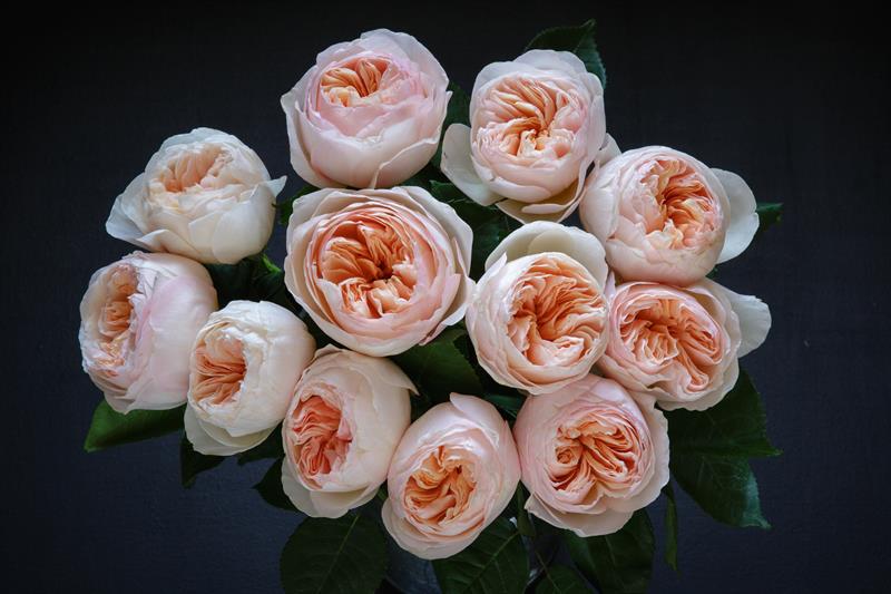 #3 The most expensive rose cost 5 million dollars to breed #3 The most expensive rose cost 5 million dollars to breed