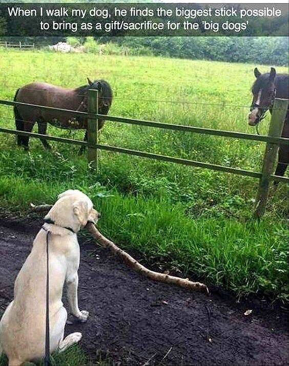 #9 When you want to get along with "big dogs" #9 When you want to get along with "big dogs"