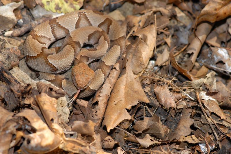 #12 Copperhead snake #12 Copperhead snake