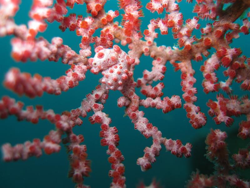 #5 Pygmy Seahorse #5 Pygmy Seahorse