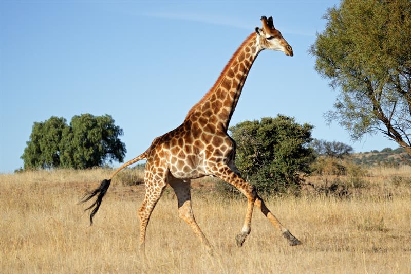 #6 Giraffes can run at speeds up to 35 mph but only over a short distance #6 Giraffes can run at speeds up to 35 mph but only over a short distance