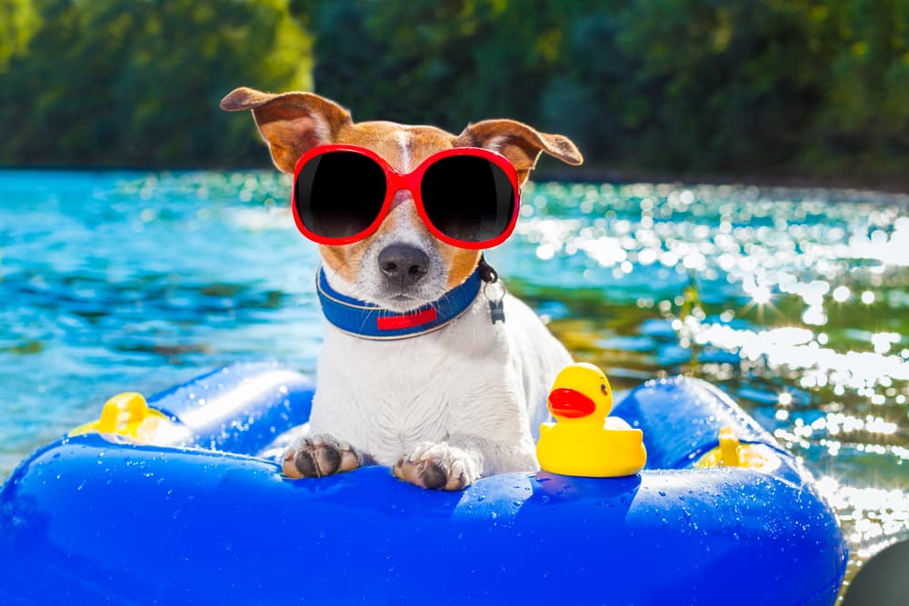 Summer mood - these animals have the time of... | QuizzClub