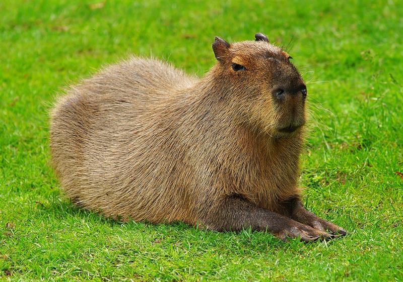 18. Capybara Nature Story: 18. Capybara