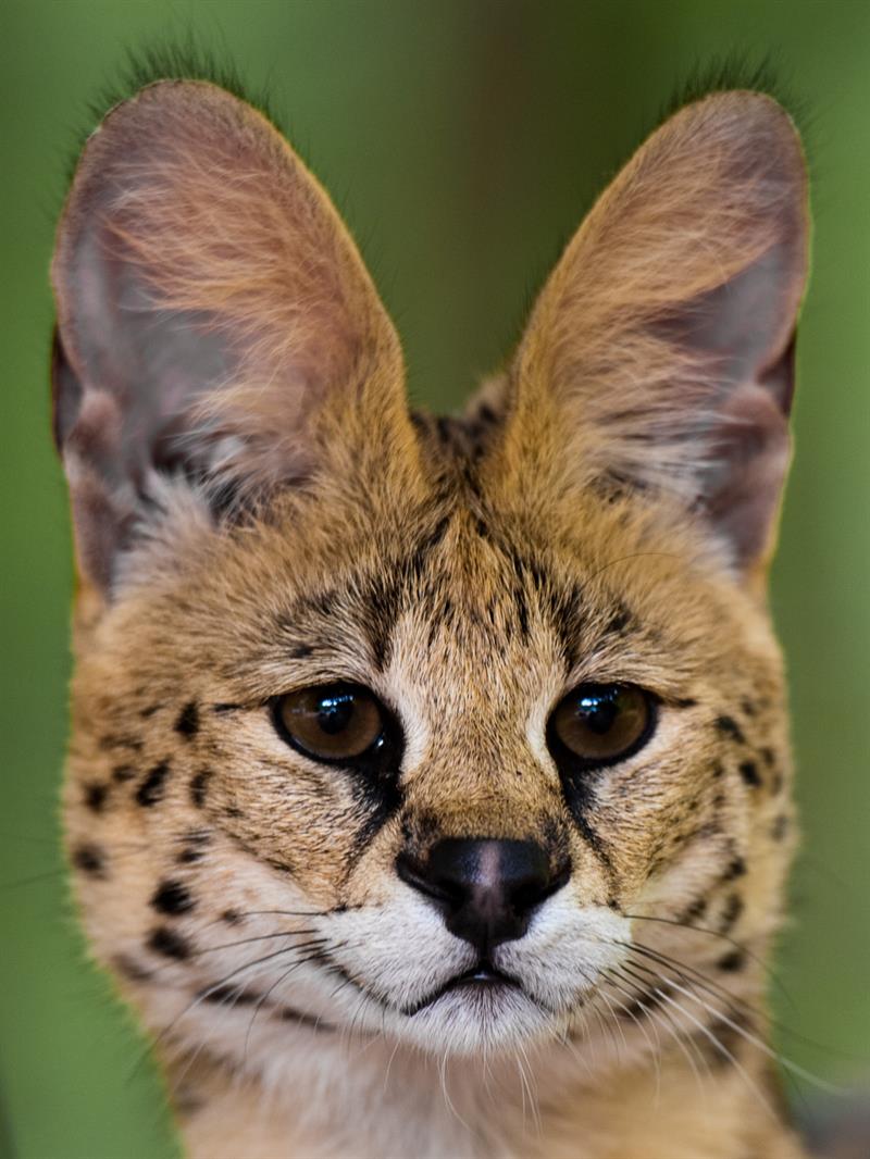 3. Serval Nature Story: 3. Serval