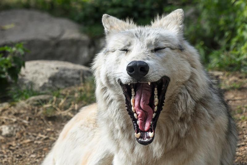 5. A wolf cub starts hunting at the age of 10 months. Nature Story: 5. A wolf cub starts hunting at the age of 10 months.