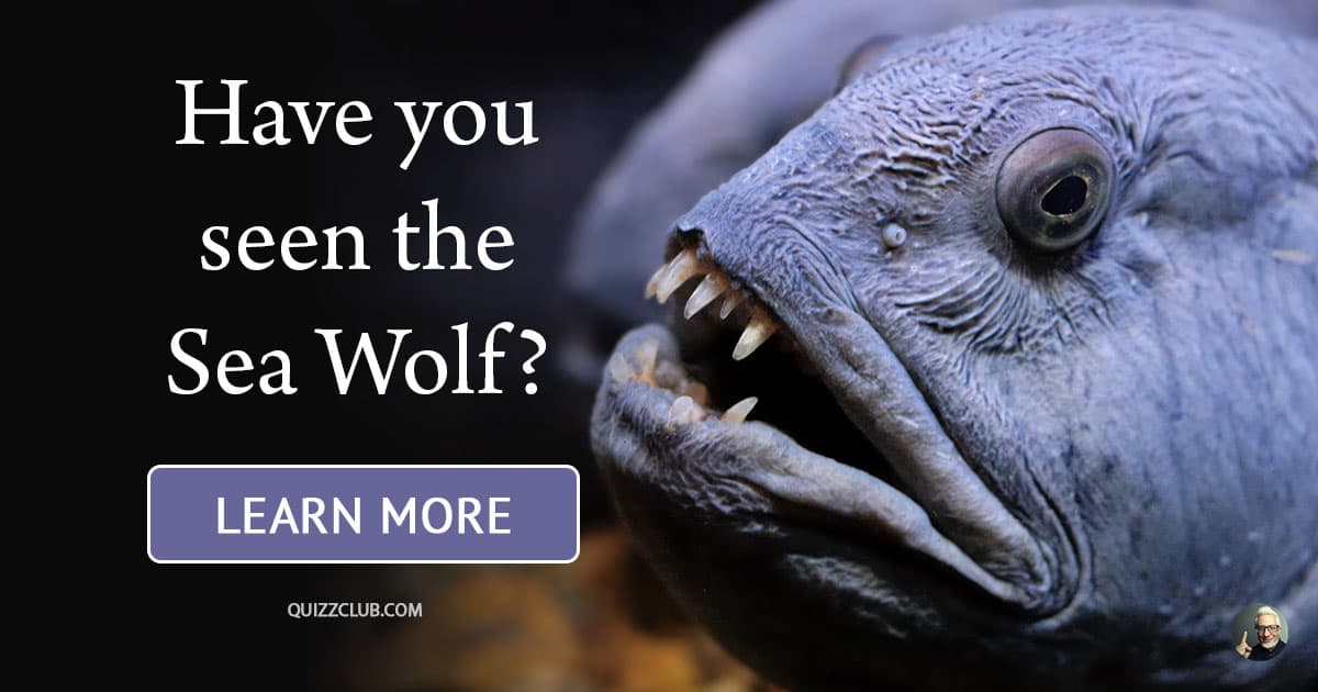 wolf fish facts