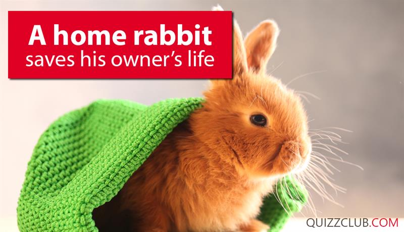 #3 Society Story: A home rabbit saves his owner's life