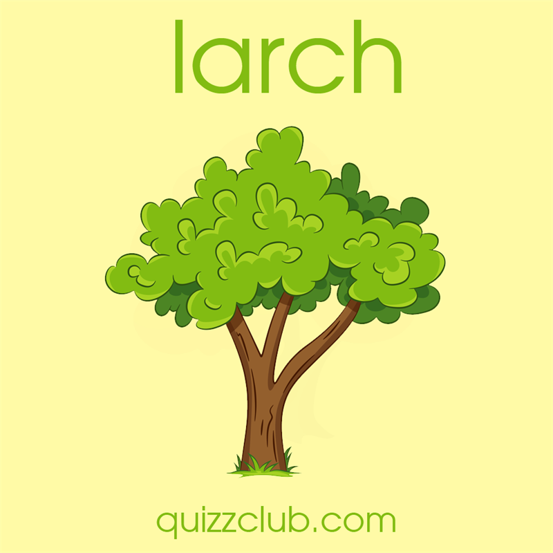 #6 Society Story: Larch