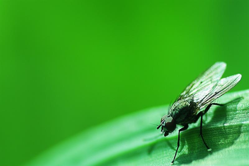 #9 The average of a fly’s life is not more than 2-3 weeks animals Story: #9 The average of a fly’s life is not more than 2-3 weeks