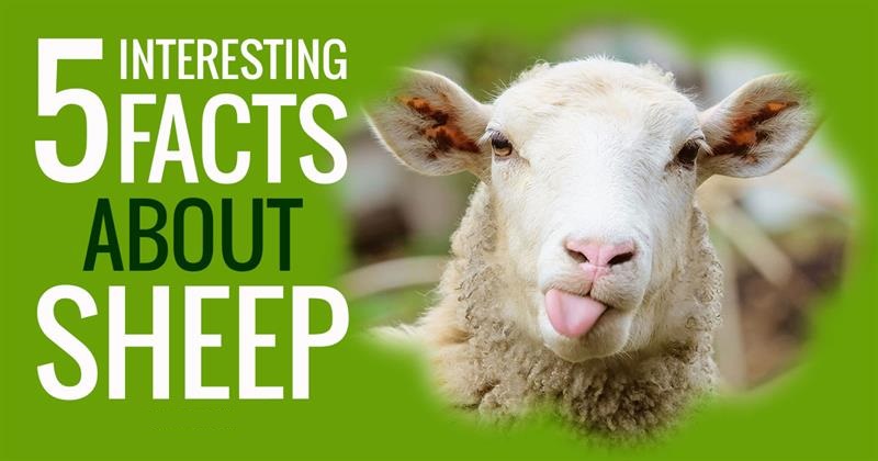 5-things-you-didn-t-know-about-sheep-s-life-quizzclub