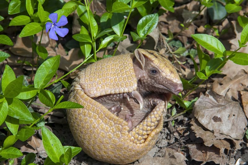 Newborn armadillo animals Story: Newborn armadillo