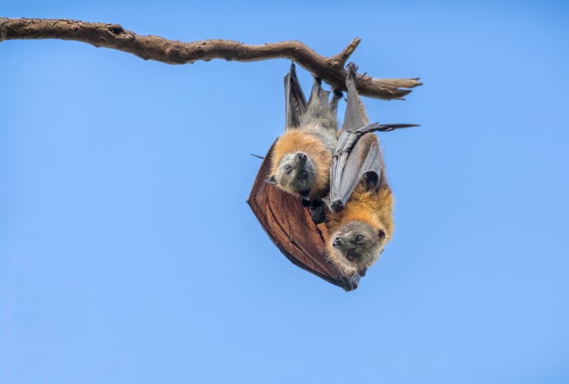 Why do bats sleep upside down?