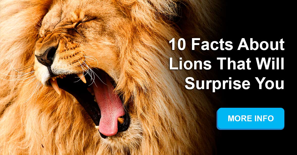 What are some mind blowing facts about lions? | QuizzClub