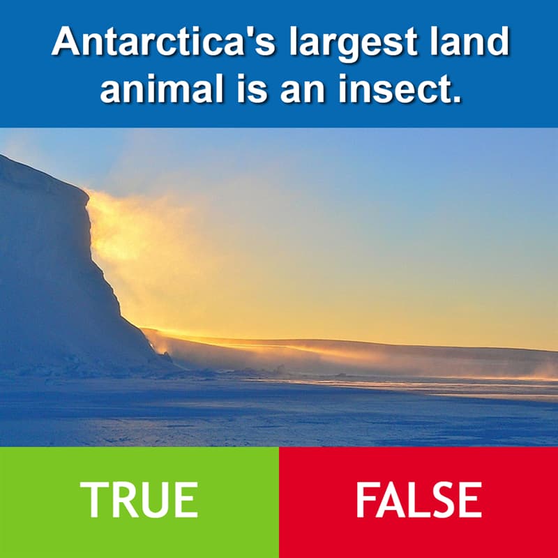 #4 Culture Story: Antarctica's largest land animal is an insect.