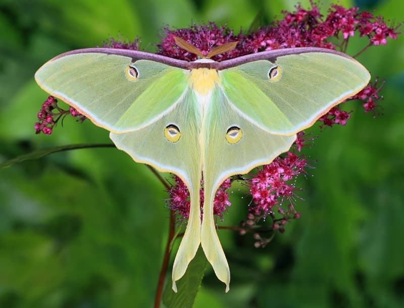 Moths That Are More Beautiful Than QuizzClub