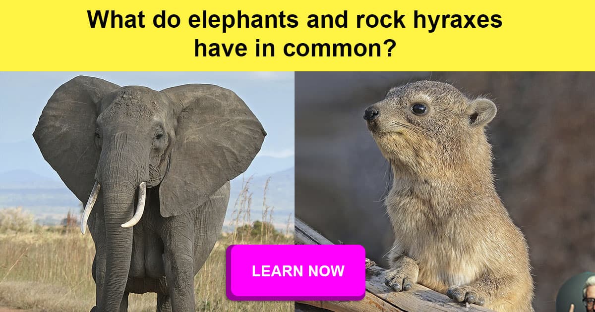 animal-facts-that-will-definitely-shock-you-quizzclub