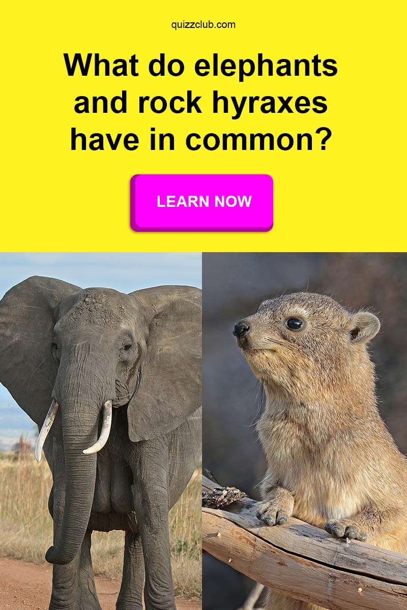 animal-facts-that-will-definitely-shock-you-quizzclub