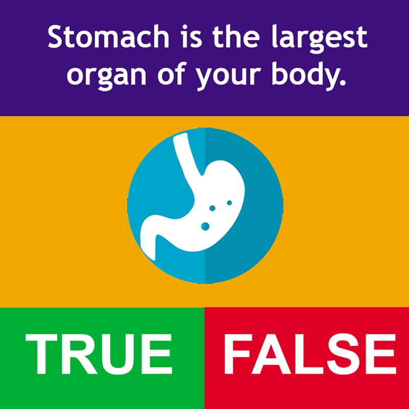 #4 Science Story: Stomach is the largest organ of your body.