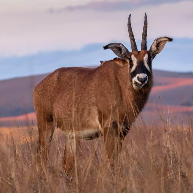 10 most bizarre and beautiful antelope species... | QuizzClub