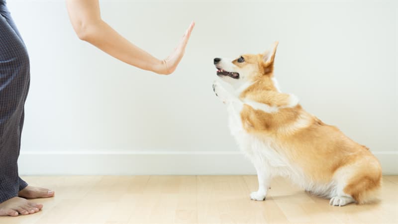 #4 Corgi Is One of The Cleverest Breeds animals Story: reasons to love corgis Cleverest Breed