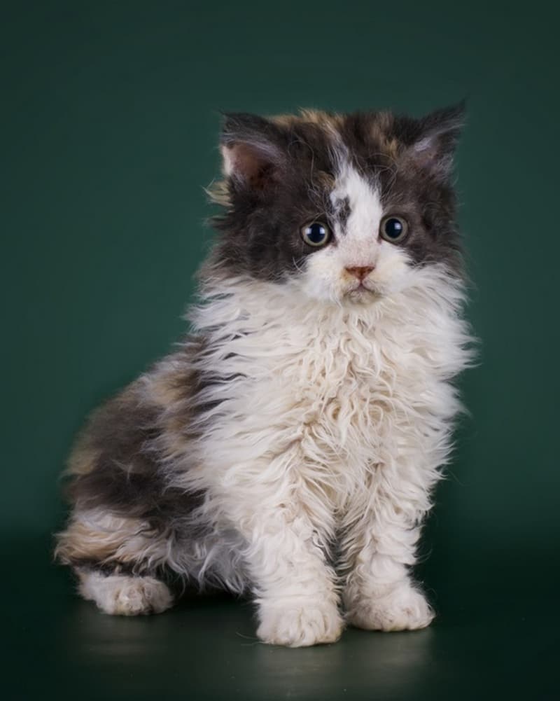 These Curly Haired Cats Are The Cutest Thing Quizzclub 