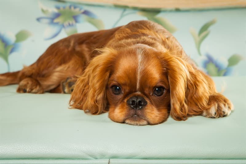 #10 English Toy Spaniel Nature Story: #10 English Toy Spaniel