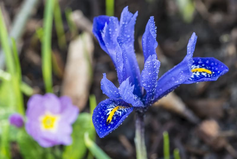 #5 Algerian Iris Nature Story: #5 Algerian Iris