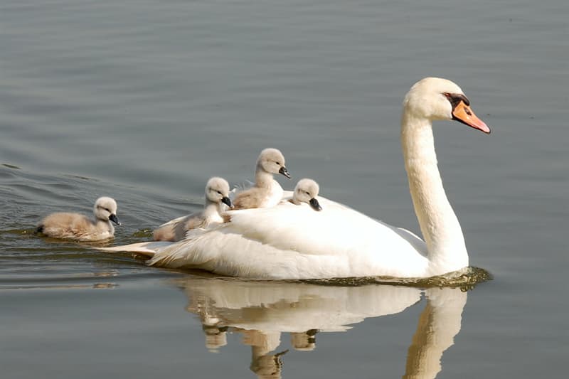 #8 Swan Nature Story: #8 Swan