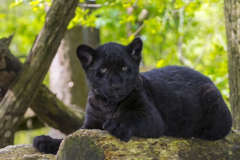 #3 Black jaguar Nature Story: #3 Black jaguar