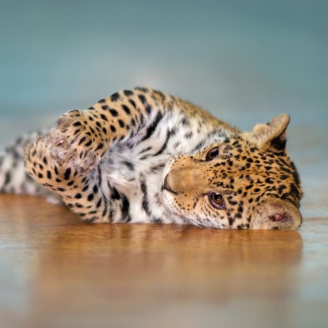 #4 Jaguar Nature Story: #4 Jaguar