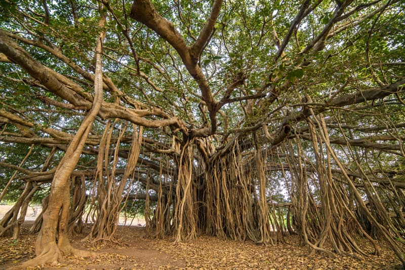 #9 Amazing Banyan Tree Geography Story: #9 Amazing Banyan Tree