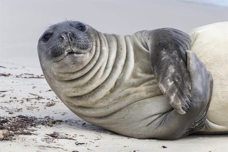 #3 Southern elephant seal Nature Story: #3 Southern elephant seal