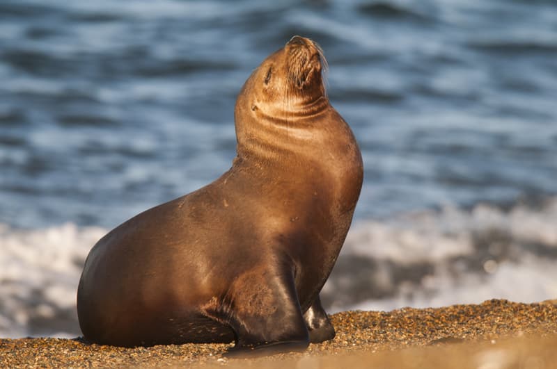 #6 South American sea lion Nature Story: #6 South American sea lion