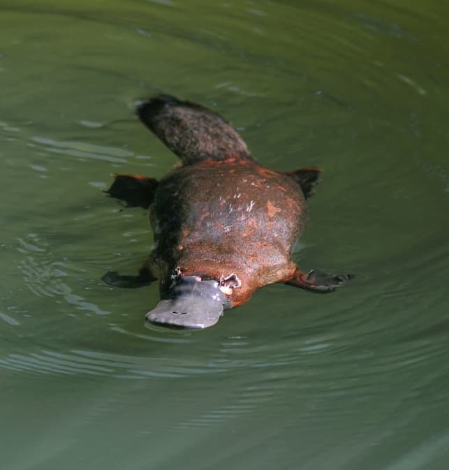 #3 Platypuses' milk has incredibly antimicrobial properties, which helps them to protect their babies from illness while feeding Nature Story: #3 Platypuses' milk has incredibly antimicrobial properties, which helps them to protect their babies from illness while feeding
