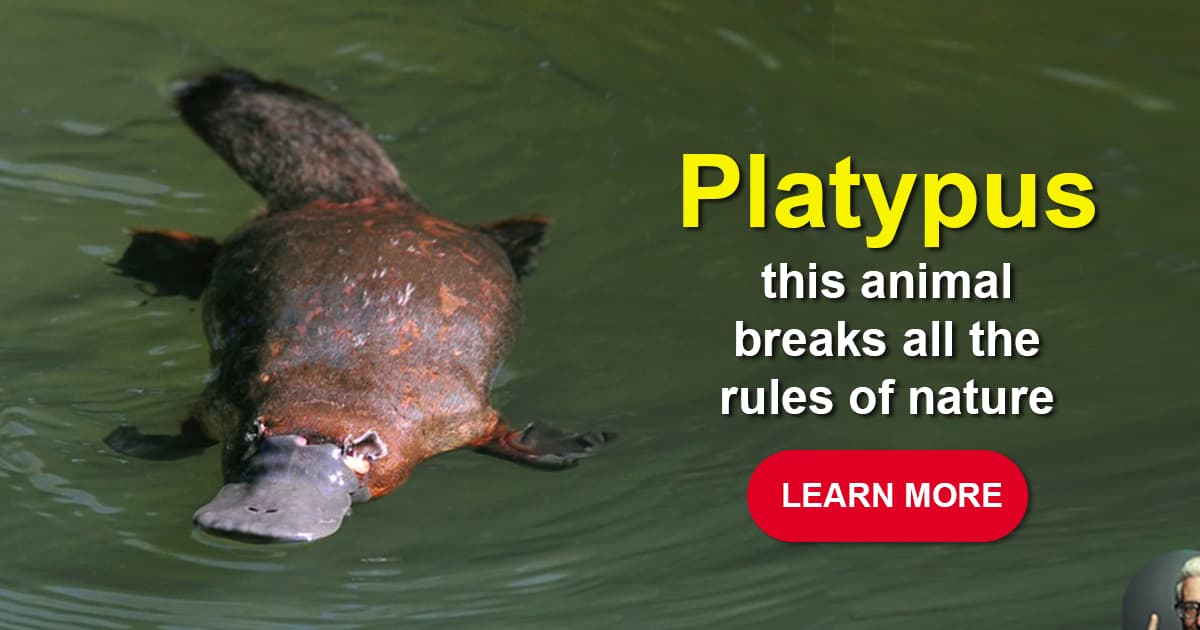 crazy platypus facts