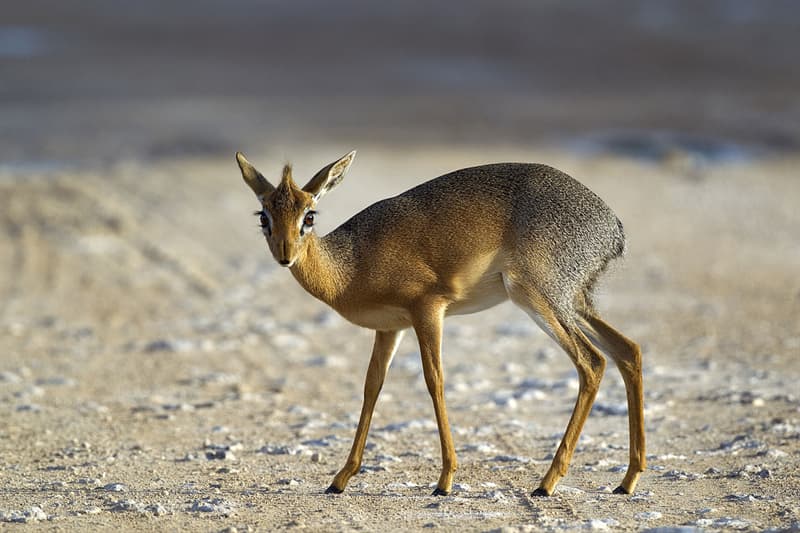 #1 A fully grown dik-dik is 12-16 inches (30-40 cm) tall and weighs up to 14 pounds (6 kg) Nature Story: #1 A fully grown dik-dik is 12-16 inches (30-40 cm) tall and weighs up to 14 pounds (6 kg)