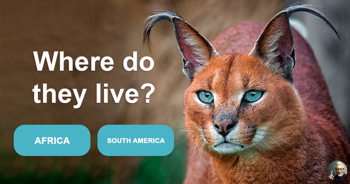 5 fascinating facts about caracals These graceful wild cats are not