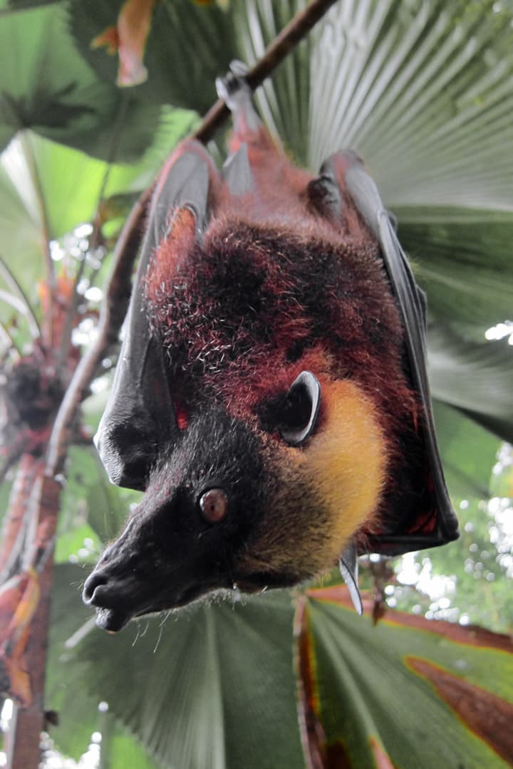 #3 The females are usually pregnant with one offspring at a time Nature Story: giant golden crowned flying fox baby