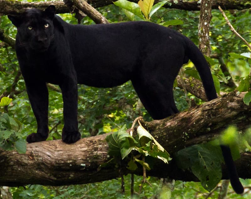 7 pictures of unusual all black animals Have you ever thought about a